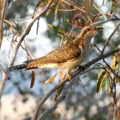 Cacomantis pallidus (Pallid Cuckoo) at Googong, NSW - 23 Oct 2017 by Wandiyali