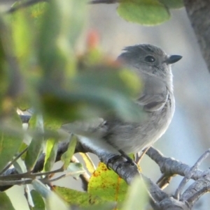 Pachycephala pectoralis at Googong, NSW - 24 Oct 2017