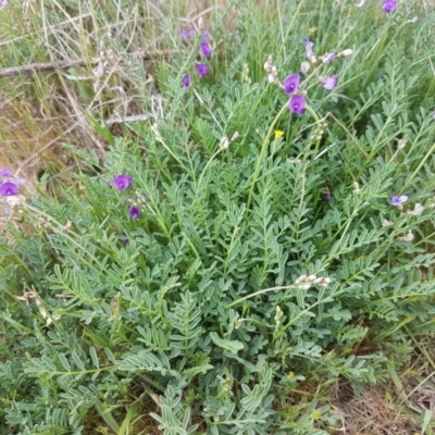 Swainsona monticola (Notched Swainson-Pea) at Stromlo, ACT - 9 Oct 2017 by LukeMcElhinney