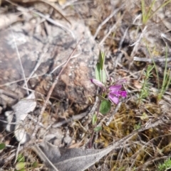 Polygala japonica (Dwarf Milkwort) at Bullen Range - 17 Oct 2017 by LukeMcElhinney