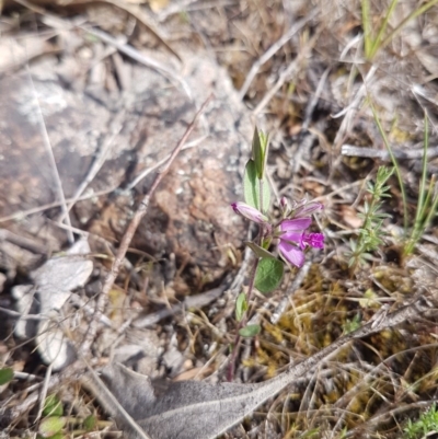 Polygala japonica (Dwarf Milkwort) at Duffy, ACT - 18 Oct 2017 by LukeMcElhinney