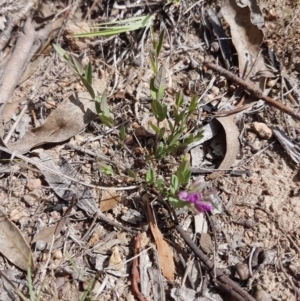 Polygala japonica at Stromlo, ACT - 18 Oct 2017