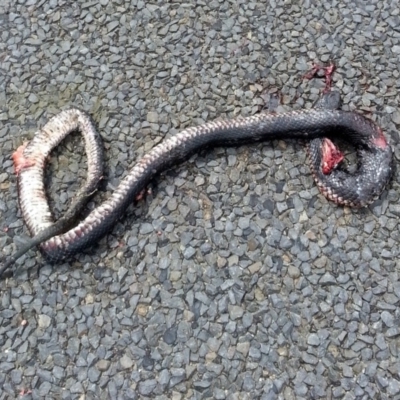 Pseudechis porphyriacus (Red-bellied Black Snake) at QPRC LGA - 24 Oct 2017 by Varanus