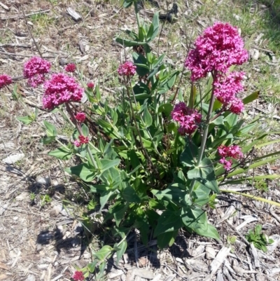 Centranthus ruber (Red Valerian, Kiss-me-quick, Jupiter's Beard) at Bywong, NSW - 23 Oct 2017 by Varanus