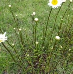 Leucanthemum vulgare (Ox-eye Daisy) at QPRC LGA - 24 Oct 2017 by Varanus