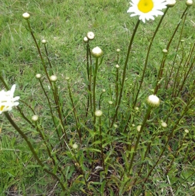 Leucanthemum vulgare (Ox-eye Daisy) at Wamboin, NSW - 24 Oct 2017 by Varanus