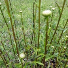 Leucanthemum vulgare at Wamboin, NSW - 24 Oct 2017