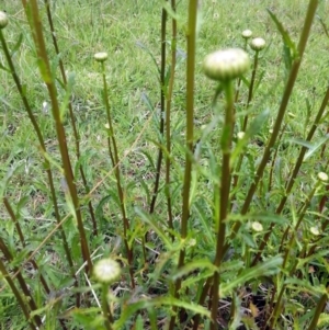 Leucanthemum vulgare at Wamboin, NSW - 24 Oct 2017