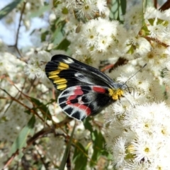 Delias harpalyce (Imperial Jezebel) at QPRC LGA - 23 Oct 2017 by Wandiyali