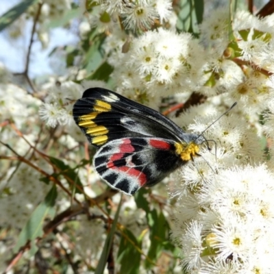 Delias harpalyce (Imperial Jezebel) at Googong, NSW - 23 Oct 2017 by Wandiyali