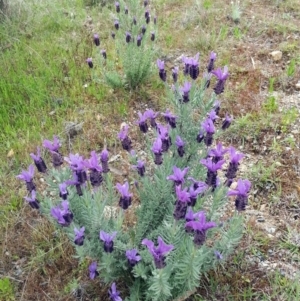 Lavandula stoechas at Bywong, NSW - 24 Oct 2017 11:31 AM