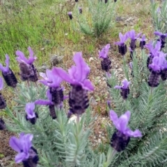 Lavandula stoechas at Bywong, NSW - 24 Oct 2017 11:31 AM