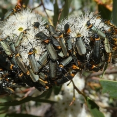 Chauliognathus lugubris (Plague Soldier Beetle) at Googong, NSW - 23 Oct 2017 by Wandiyali