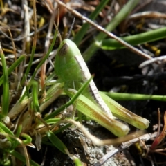 Praxibulus sp. (genus) (A grasshopper) at QPRC LGA - 23 Oct 2017 by Wandiyali