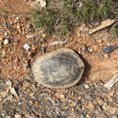 Chelodina longicollis (Eastern Long-necked Turtle) at Forde, ACT - 24 Oct 2017 by JVWW