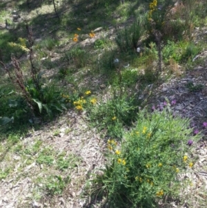 Cytisus scoparius subsp. scoparius at Bywong, NSW - 16 Oct 2015 11:08 AM