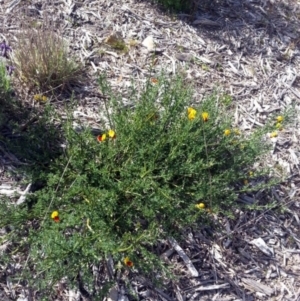 Cytisus scoparius subsp. scoparius at Bywong, NSW - 16 Oct 2015