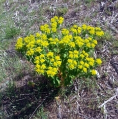 Euphorbia helioscopia (Sun Spurge) at Bywong, NSW - 16 Oct 2015 by Varanus