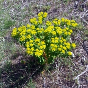 Euphorbia helioscopia at Bywong, NSW - 16 Oct 2015