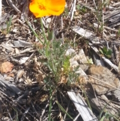 Eschscholzia californica (California Poppy) at Bywong, NSW - 16 Oct 2015 by Varanus