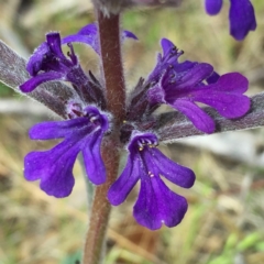 Ajuga australis (Austral Bugle) at Jerrabomberra, NSW - 24 Oct 2017 by Wandiyali