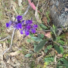 Ajuga australis at Jerrabomberra, NSW - 24 Oct 2017 01:54 PM