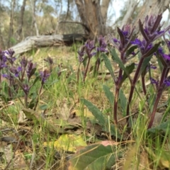 Ajuga australis at Jerrabomberra, NSW - 24 Oct 2017 01:54 PM