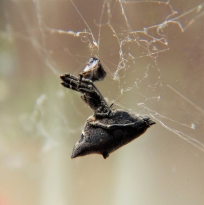 Uloboridae (family) (Unidentified venomless spider) at Cook, ACT - 5 Nov 2017 by CathB