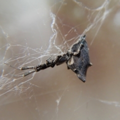 Uloboridae (family) at Cook, ACT - 5 Nov 2017 01:22 PM