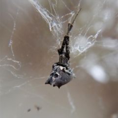 Uloboridae (family) at Cook, ACT - 5 Nov 2017