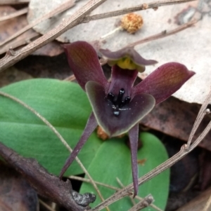 Chiloglottis valida at Tennent, ACT - 24 Oct 2017