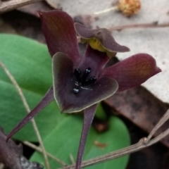 Chiloglottis valida at Tennent, ACT - 24 Oct 2017