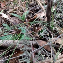 Chiloglottis valida at Tennent, ACT - 24 Oct 2017