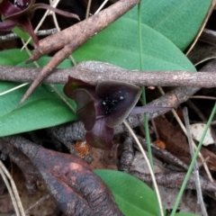 Chiloglottis valida at Tennent, ACT - 24 Oct 2017