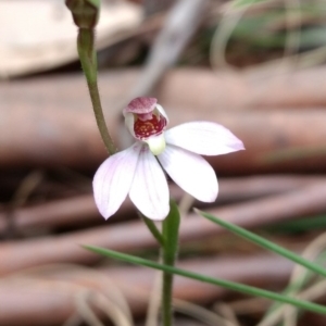 Caladenia alpina at Tennent, ACT - 24 Oct 2017