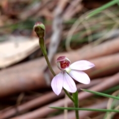 Caladenia alpina at Tennent, ACT - suppressed