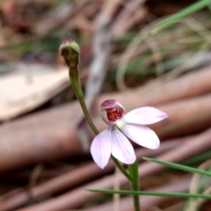 Caladenia alpina at Tennent, ACT - suppressed