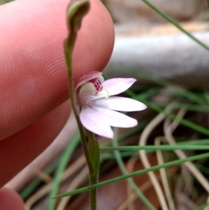 Caladenia alpina at Tennent, ACT - 24 Oct 2017