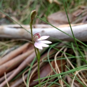 Caladenia alpina at Tennent, ACT - suppressed