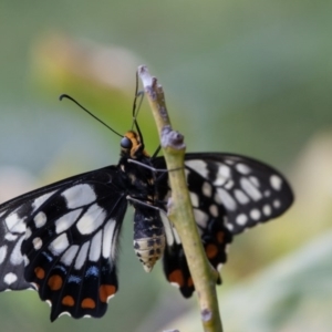 Papilio anactus at Murrumbateman, NSW - 24 Oct 2017 06:27 PM