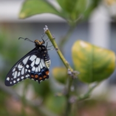 Papilio anactus at Murrumbateman, NSW - 24 Oct 2017 06:27 PM