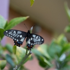 Papilio anactus at Murrumbateman, NSW - 24 Oct 2017 06:27 PM