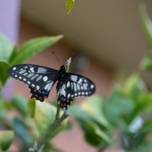 Papilio anactus at Murrumbateman, NSW - 24 Oct 2017