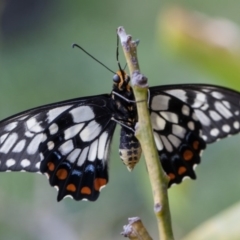 Papilio anactus at Murrumbateman, NSW - 24 Oct 2017 06:27 PM