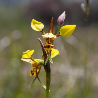 Diuris sulphurea (Tiger Orchid) at Murrumbateman, NSW - 23 Oct 2017 by SallyandPeter