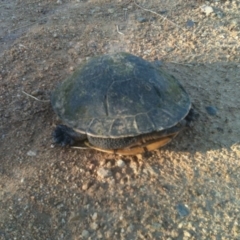 Chelodina longicollis (Eastern Long-necked Turtle) at Illilanga & Baroona - 10 Dec 2010 by Illilanga