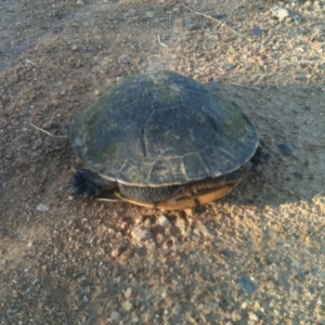 Chelodina longicollis at Illilanga & Baroona - 10 Dec 2010 07:00 PM