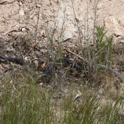 Pseudechis porphyriacus (Red-bellied Black Snake) at Illilanga & Baroona - 5 Nov 2011 by Illilanga