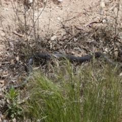 Pseudechis porphyriacus at Illilanga & Baroona - 5 Nov 2011 01:20 PM