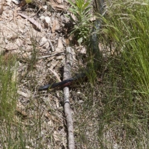 Pseudechis porphyriacus at Illilanga & Baroona - 5 Nov 2011 01:20 PM